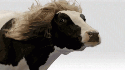 vaca