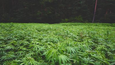 plantação de maconha