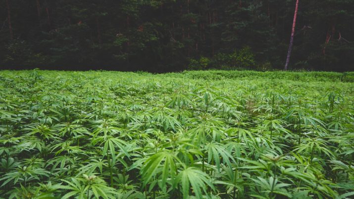 plantação de maconha