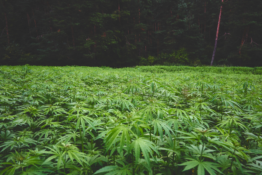 plantação de maconha
