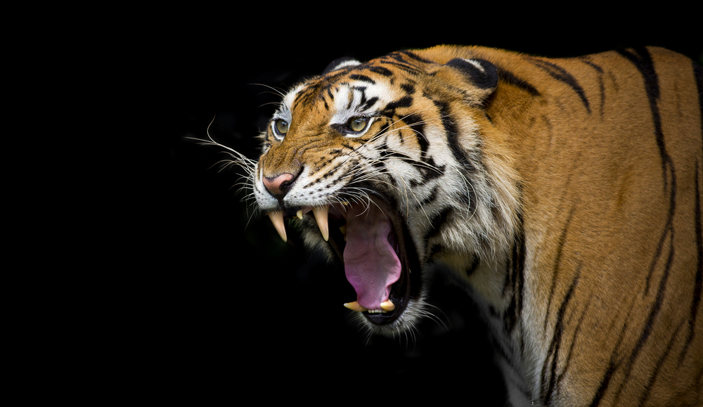 Imagem de tigre em fundo preto