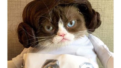 grumpy-cat