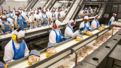 Frango fábrica importaões