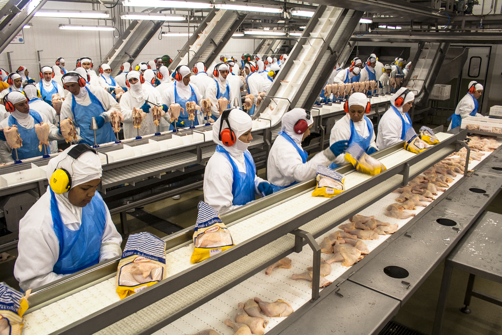 Frango fábrica importaões