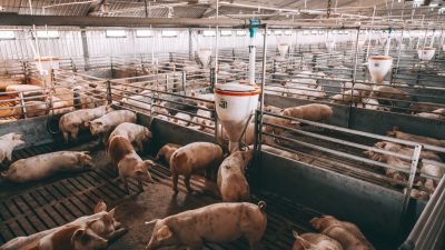 porcos-fazenda