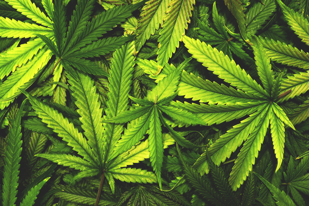Plantação de maconha, cannabis