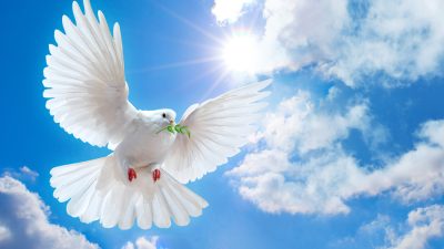 shutterstock_40854562