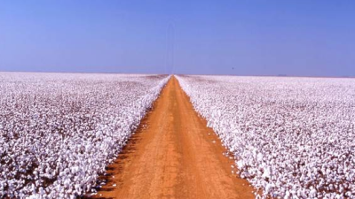 Plantação de algodão na SLC Agrícola