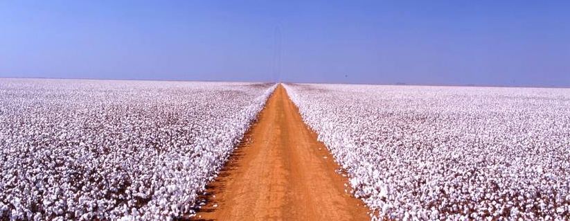 Plantação de algodão na SLC Agrícola