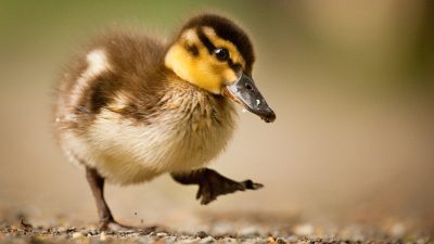 Filhote de pato