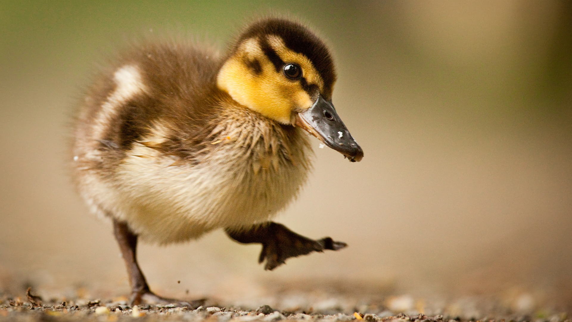 Filhote de pato