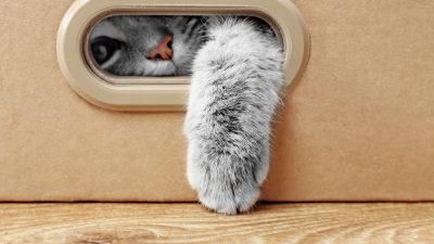 gato caixa