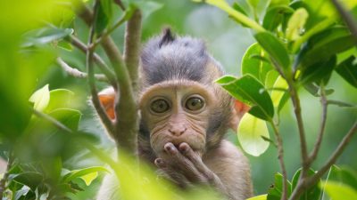 Mico macaco
