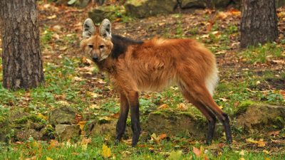 Lobo-guará