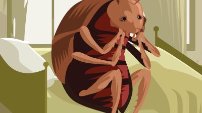 kafka metamorfose