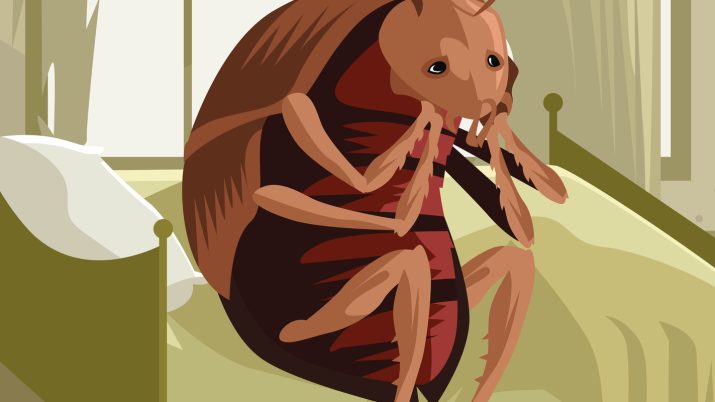 kafka metamorfose