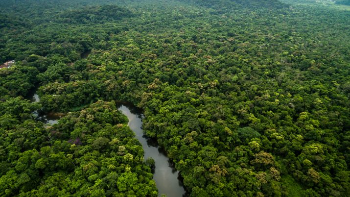 floresta, amazonia