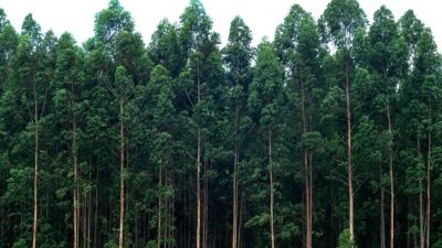 Floresta de eucalipto