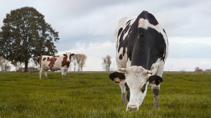 Vacas no pasto