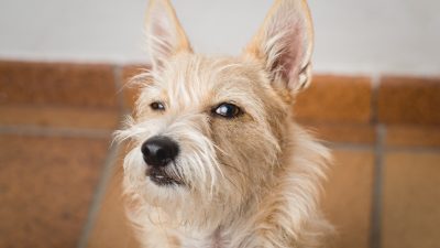 Funny,Closeup,Dog,??face.,Dog,With,A,Suspicious,Face.,Hairy
