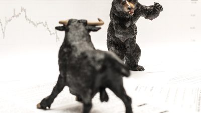 urso brigando com um touro