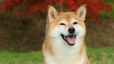 Shiba Inu