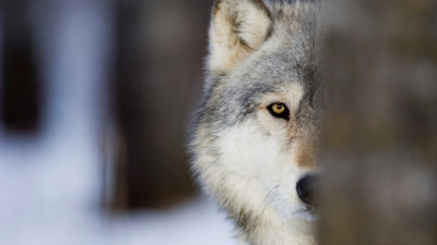 Lobo