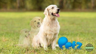 Labrador Crescendo Petz