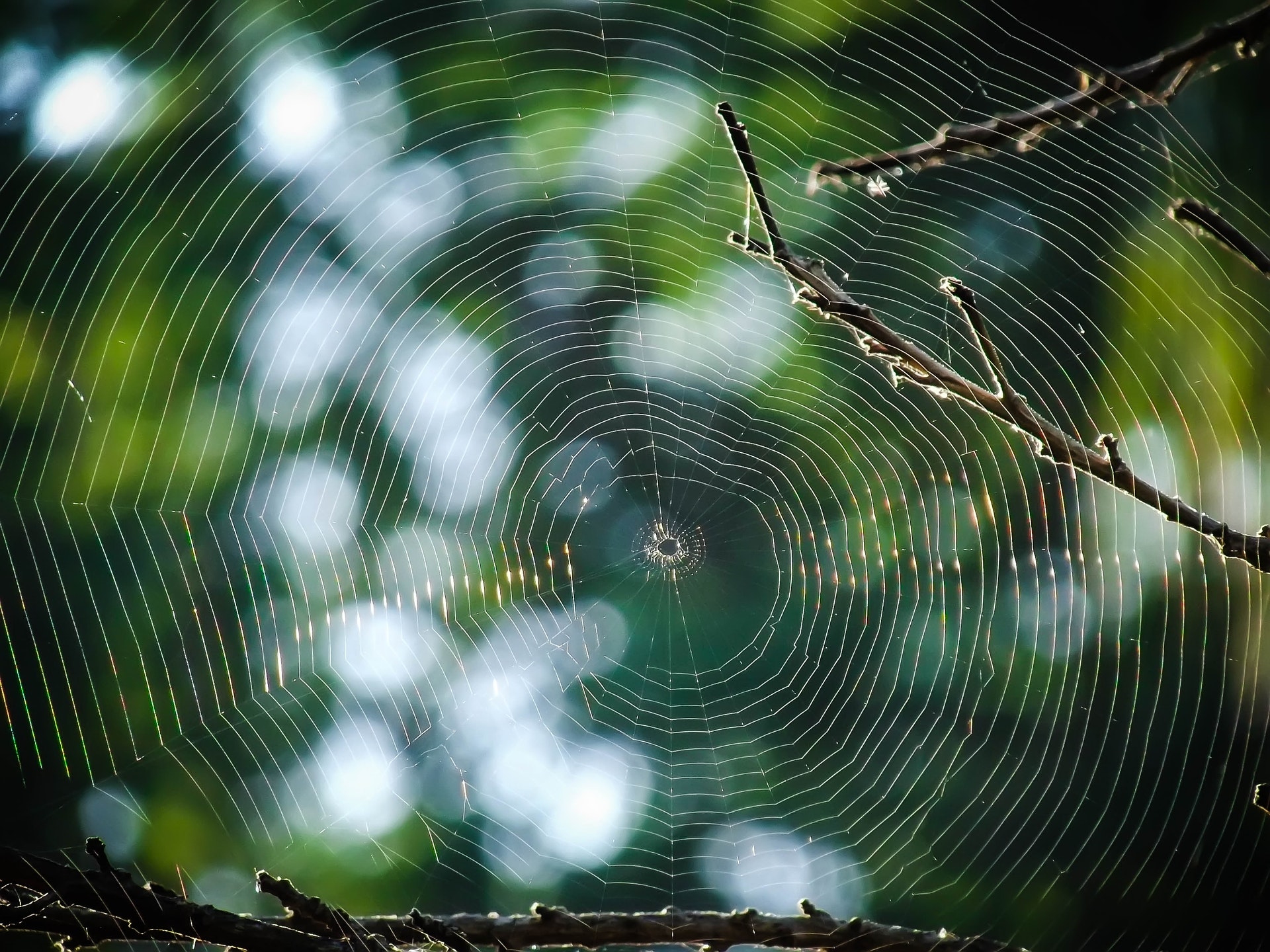 Teia de aranha na floresta | Ibovespa