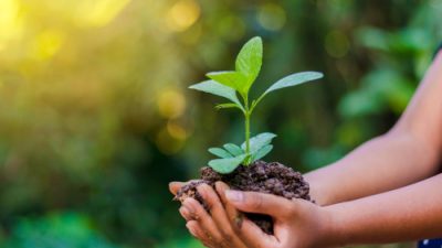 Earth,Day,In,The,Hands,Of,Trees,Growing,Seedlings.,Bokeh