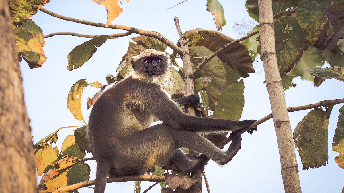 Macaco num galho de árvore