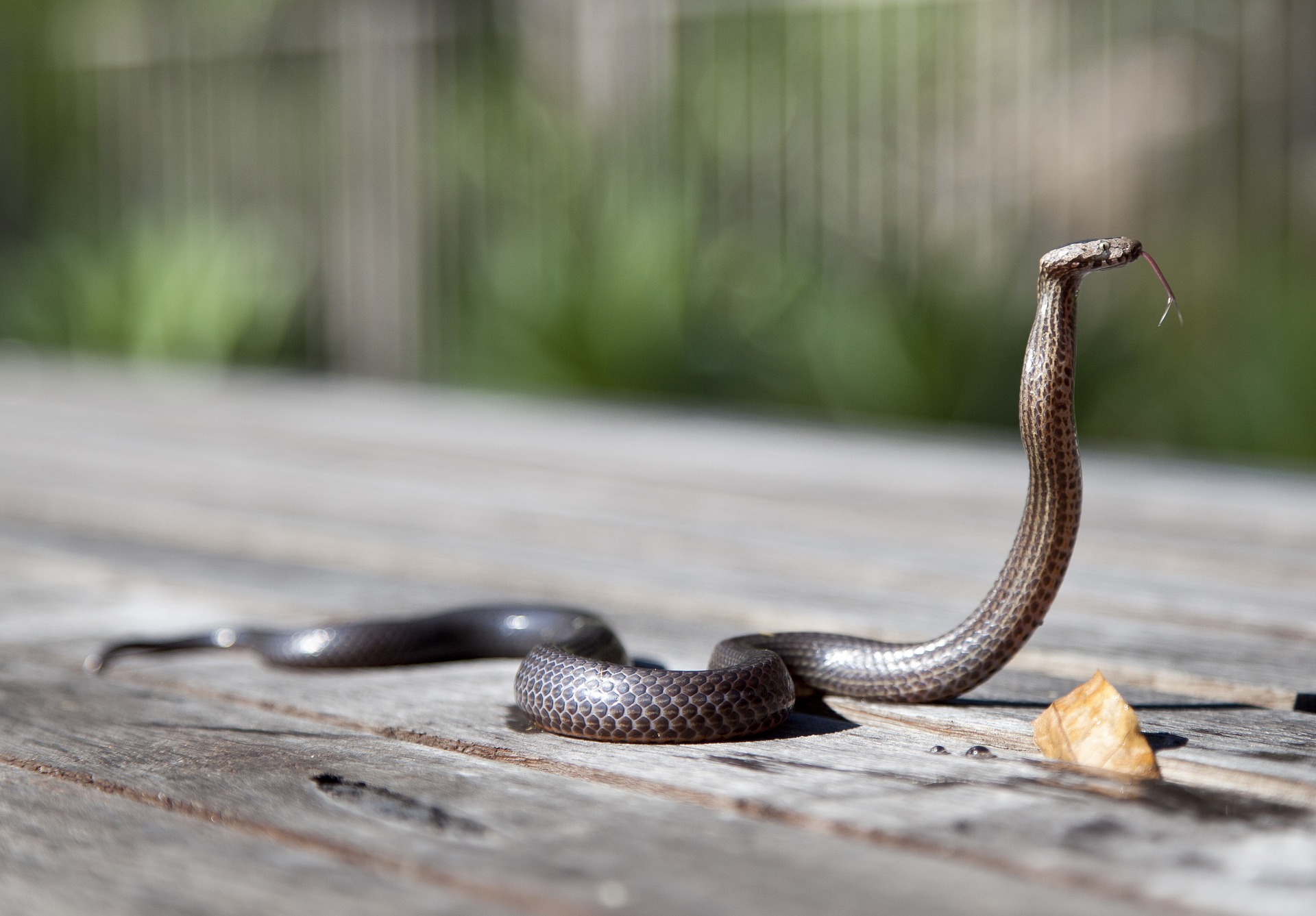 cobra/serpente