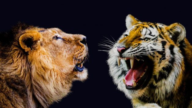 tigre, leão, selva