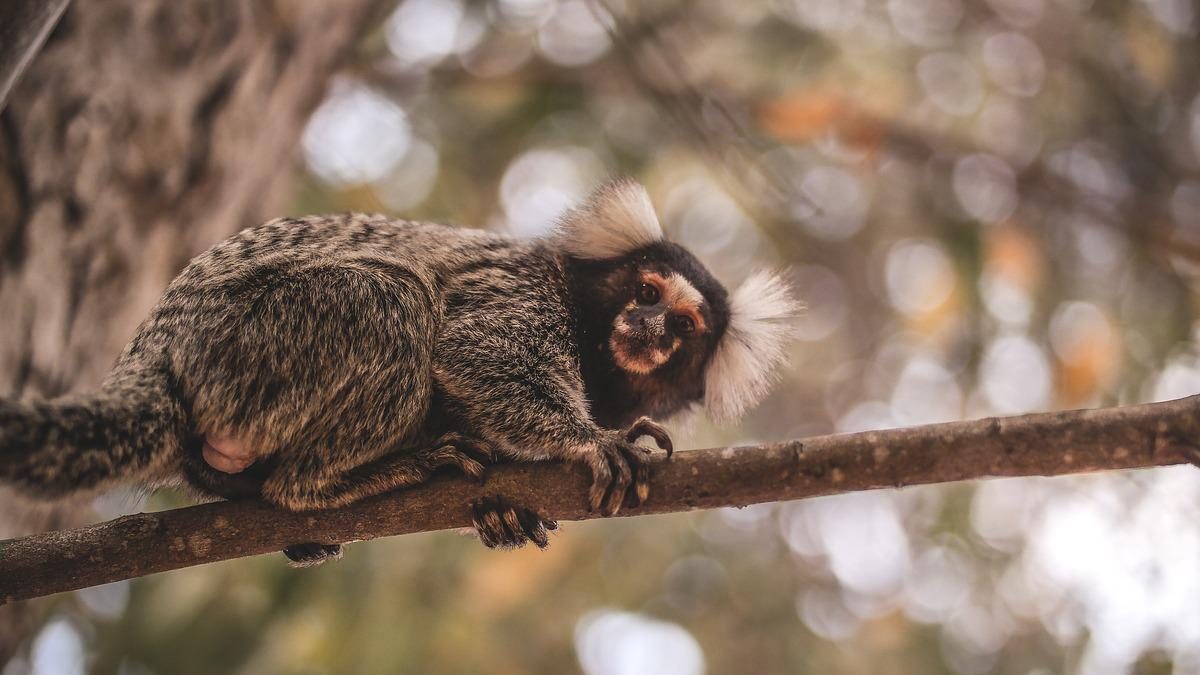 macaco, mico, mico leão, primata