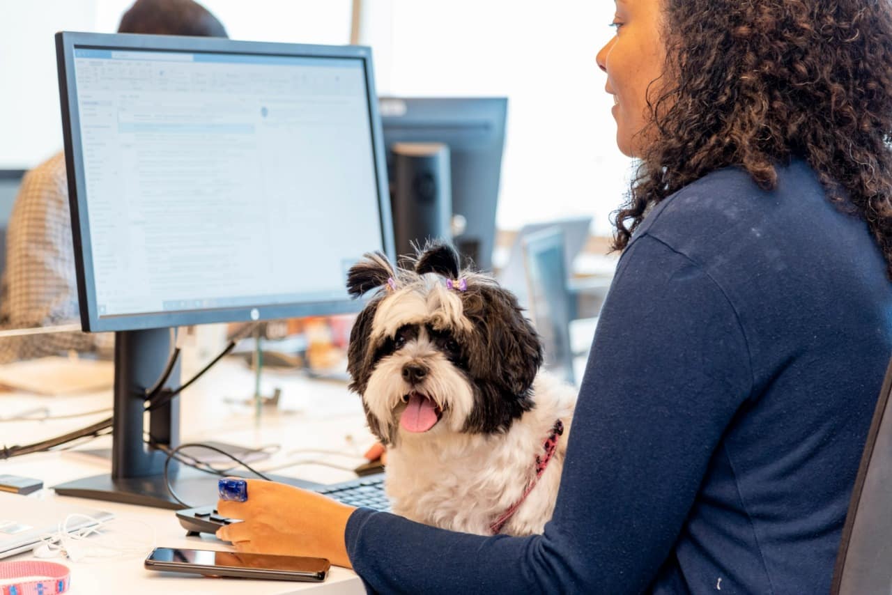 pets no escritório; Nestlé torna permanente a iniciativa pet friendly