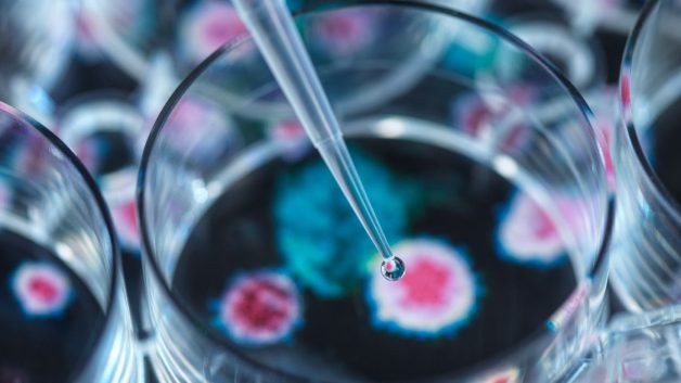 Placa de Petri em laboratório representando vírus, bactérias e doenças