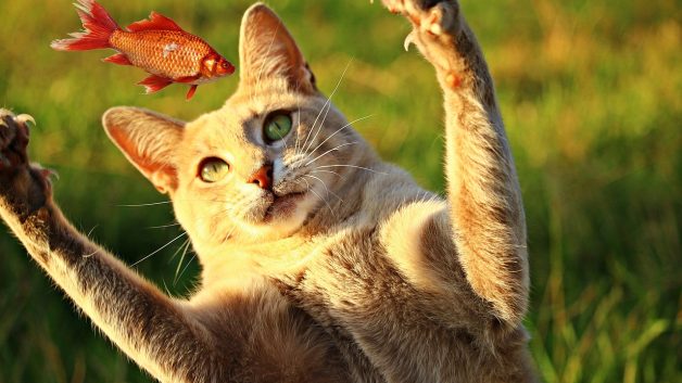 Um olho o gato, o outro no peixe