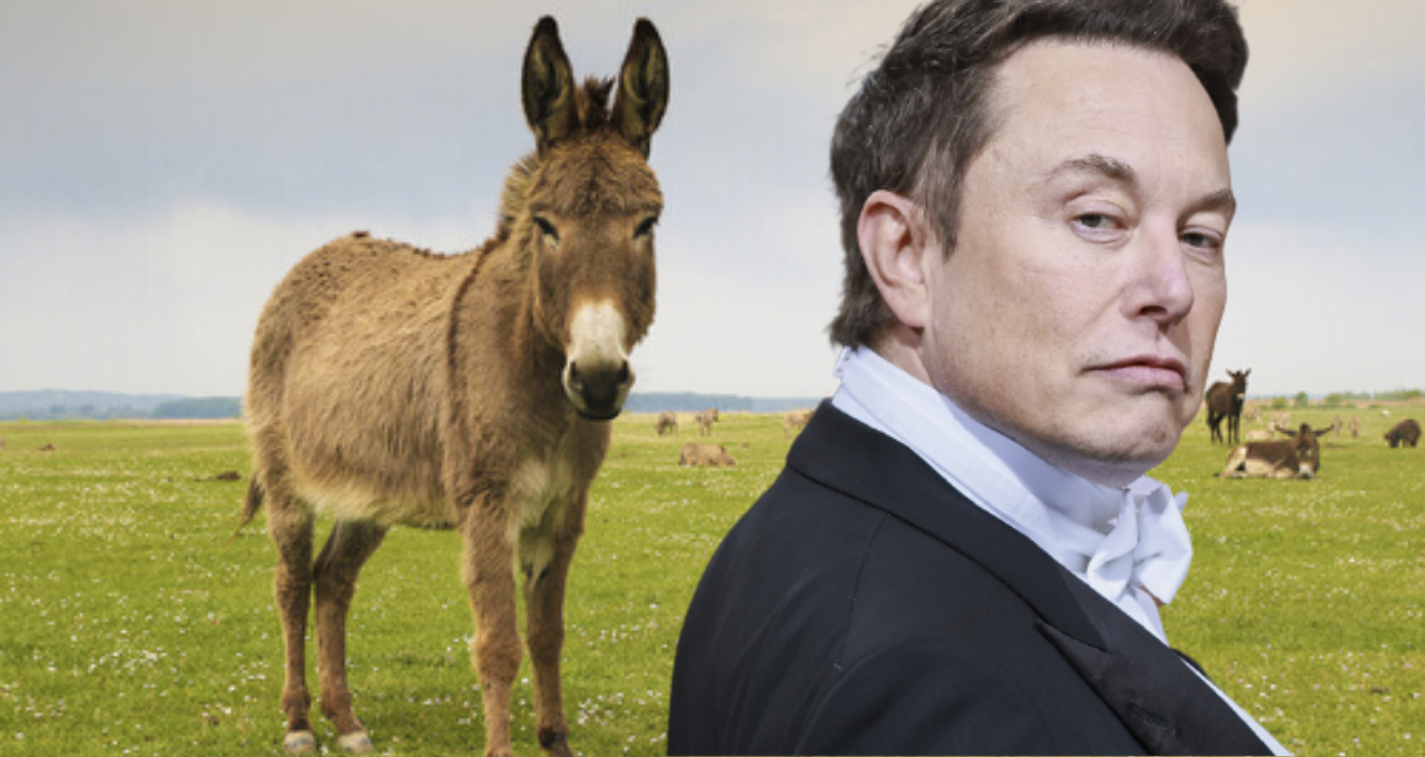 elon musk (3)