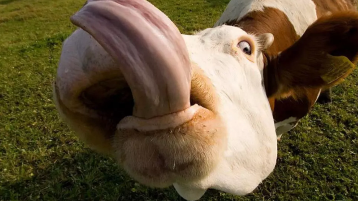 Vaca Louca do Ibovespa