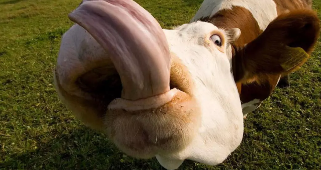 Vaca Louca do Ibovespa