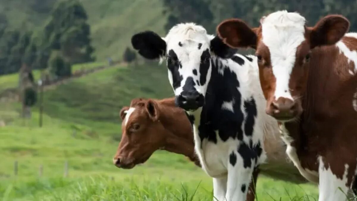 Minerva (BEEF3) desmiente rumores de OPA y enfrenta caída de 38%