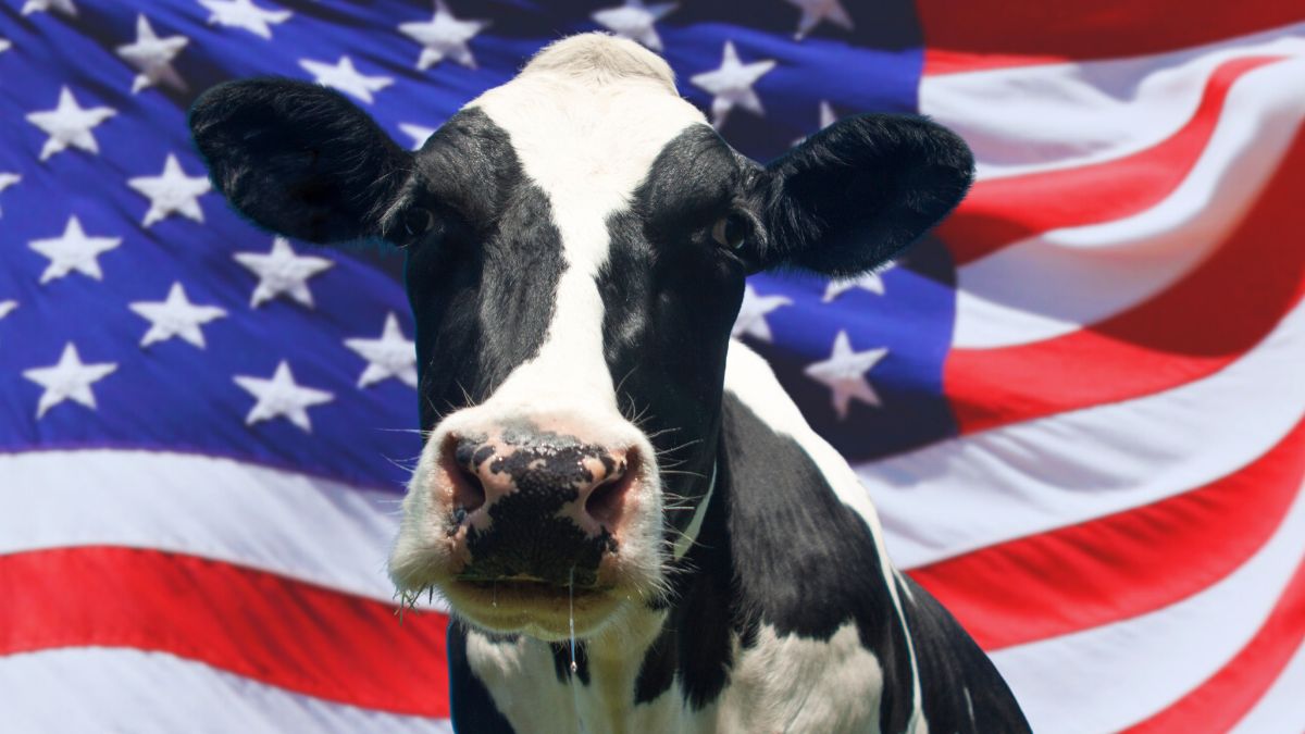 Vaca gringa SD
