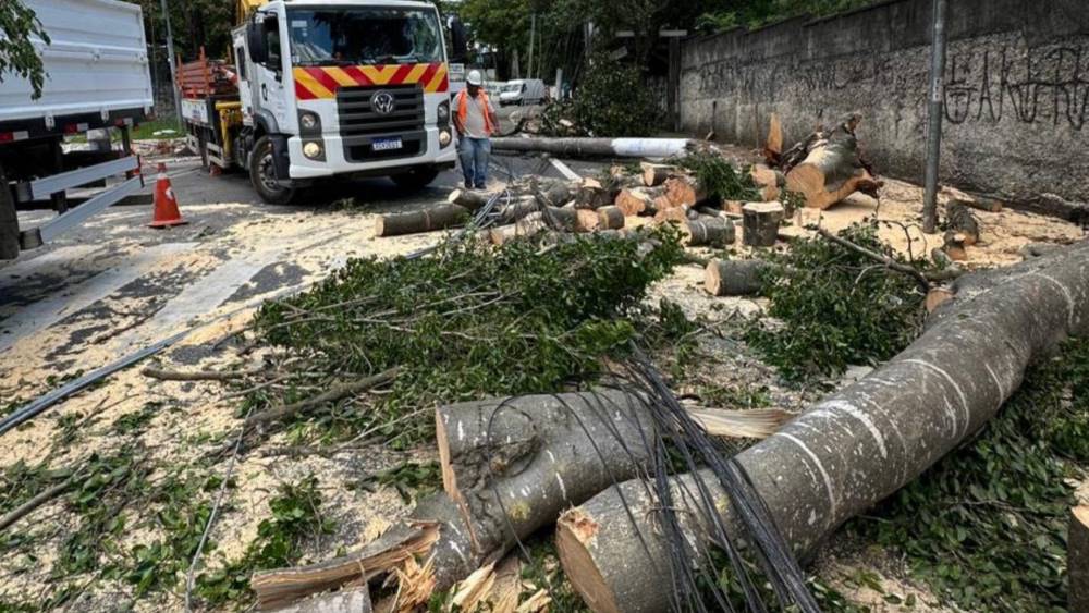 Árvore caída após chuvas em São Paulo