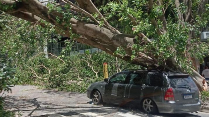 Árvore caída sobre carro após chuvas em SP