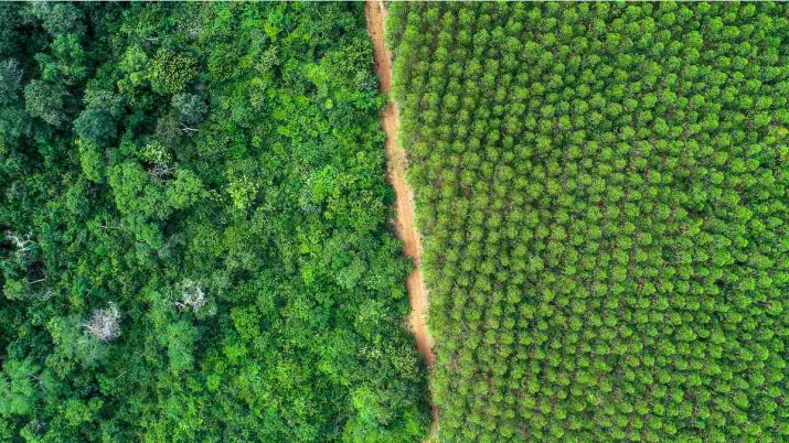 Floresta cortada por uma estrada de terra, vista de cima. Imagem da empresa Suzano.