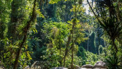 Restauração ecológica crédito de carbono