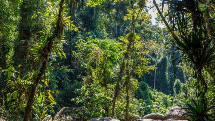 Restauração ecológica crédito de carbono
