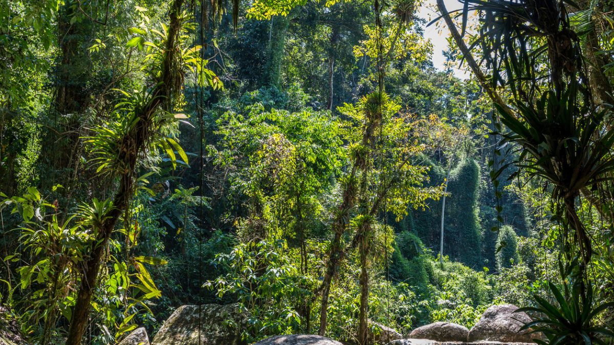 Restauração ecológica crédito de carbono