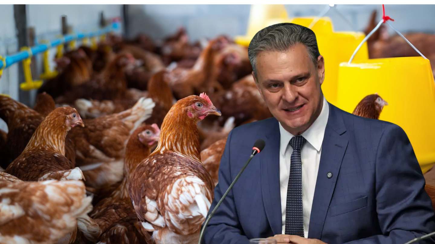 gripe-aviária-brasil-ministro-carlos-fávaro