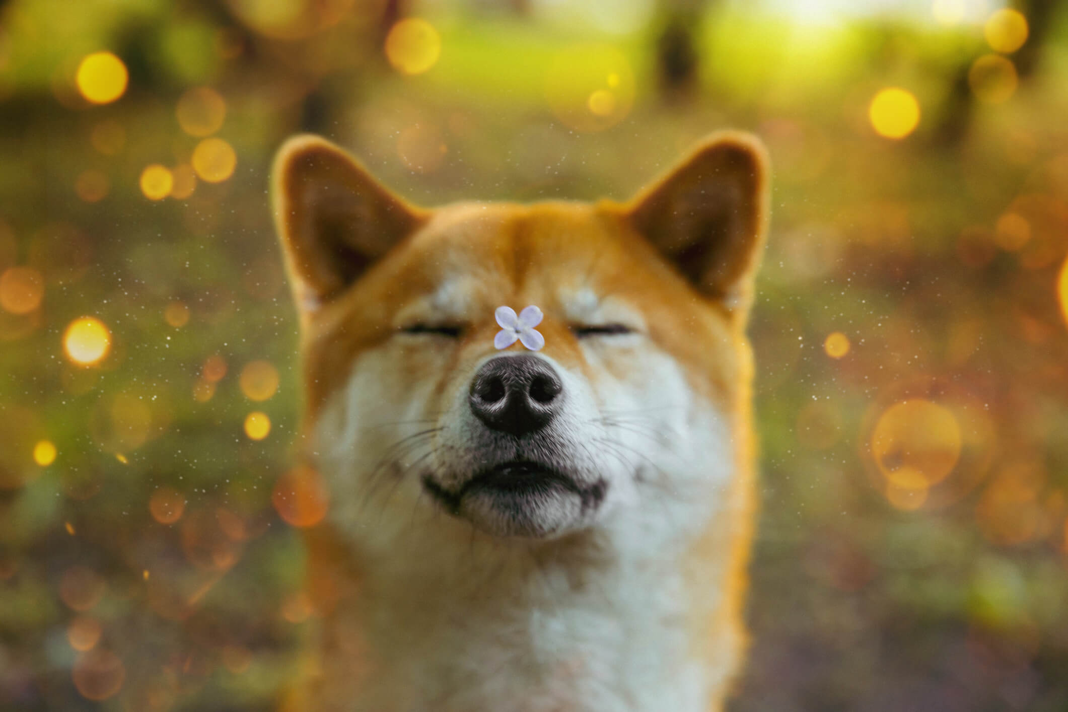 Memecoin dogecoin (DOGE) foi inspirada em cachorro da raça Shiba Inu.